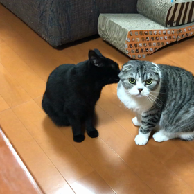 王様の画像