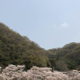 岡山県井原市 桜まつりの画像