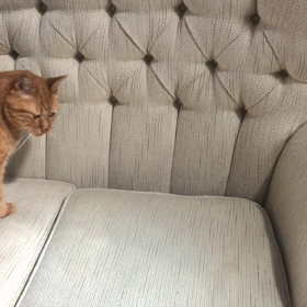 ぷりんの座るところの画像