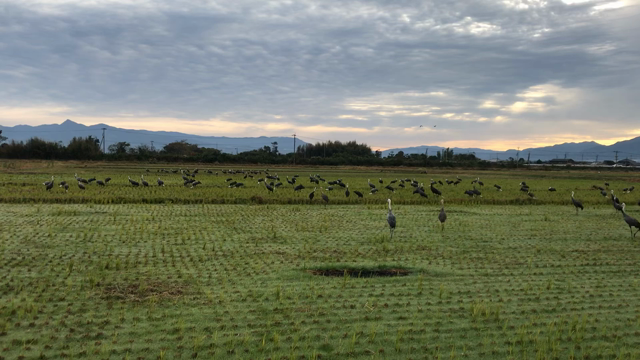 【野鳥観察】鹿児島県出水（いずみ）に、鶴（ツル）をみにいってきました！の記事動画