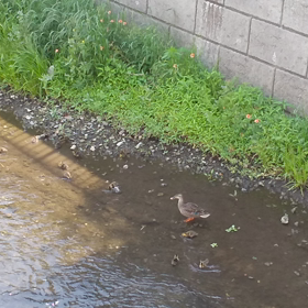 お詫びの画像