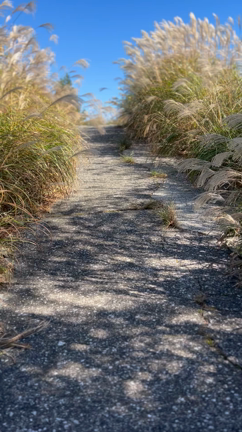 山⛰️トレの記事動画