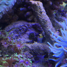 水槽動画の画像
