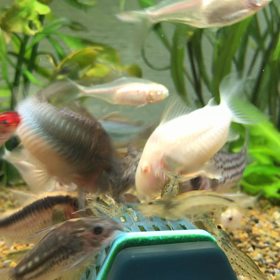 お食事タイムの画像