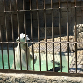 夏の動物園の画像