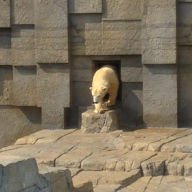 やっぱりシロクマ好きの画像