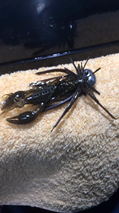 ＭＡジグの釣れる秘密…の記事動画