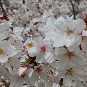 桜2026の画像