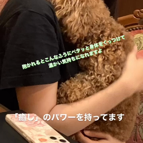 癒しをもらえますこの子が幸せにしてくれますよの画像