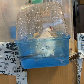 文鳥の水浴び⭐︎の画像