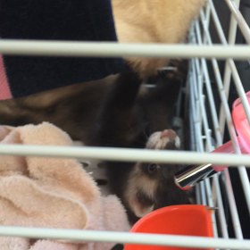 動画初投稿！フェレットのペレとルゥのじゃれあい？の画像