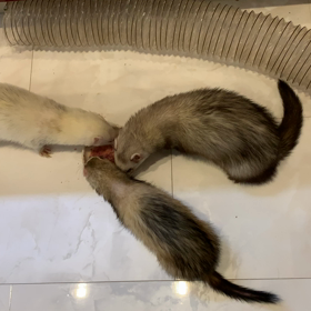 フェレット飼育日記 2020-03-07の画像