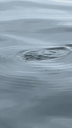 ボートエギング‼️の記事動画
