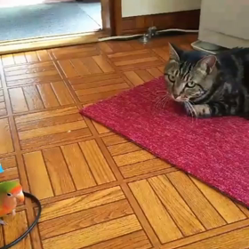 我が家のニャンコvsコザクラインコ⤴︎︎︎の画像