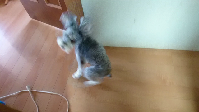 今日は愛犬の日の記事動画
