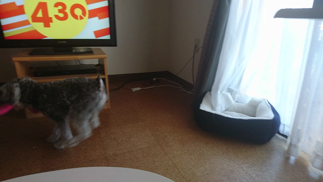 無事フラゲの記事動画