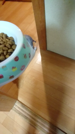 寒くなりましたね❗の記事動画