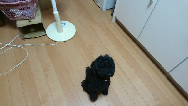 今日は愛犬の日の記事動画