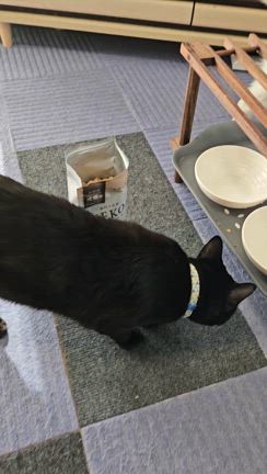 よく食べるわ！国産キャットフード NEKOHIKARIの記事動画