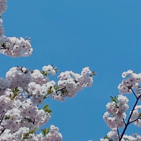 春にちなんで、花の動画。安 らかな気持ちになれます。の画像