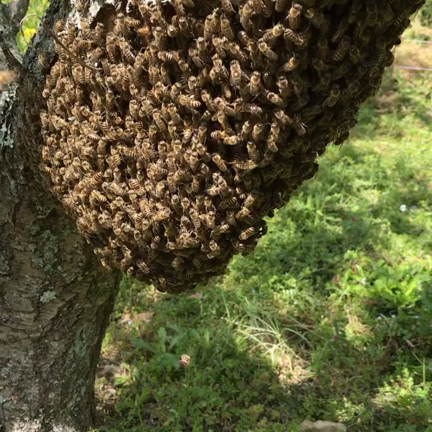 蜂飼い2年319日目 分蜂まつり？の記事動画