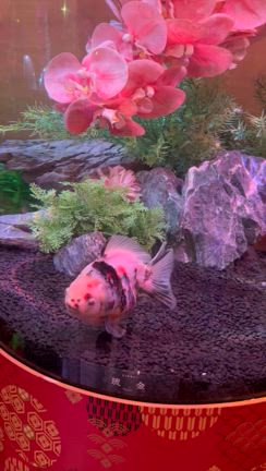 金魚ミュージアムに行ってきたよの記事動画