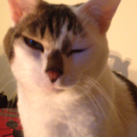 クチパク猫の画像