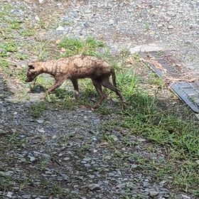 この動物の画像