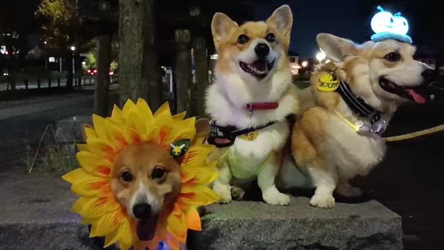 連日の夜まつりでドヤっ。の記事動画