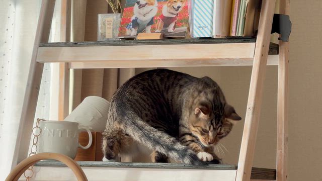 シッポのゆくえ。の記事動画