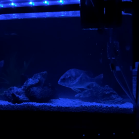 黒鯛飼育の画像