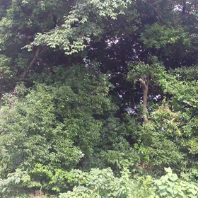 蝉の声☺の画像