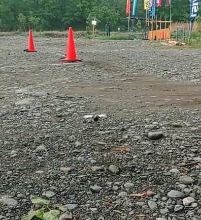 鳥のお友達の記事動画