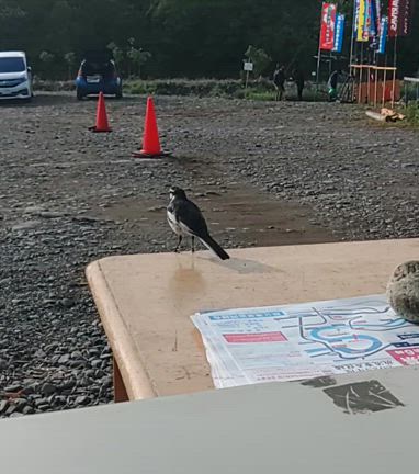 鳥のお友達の記事動画