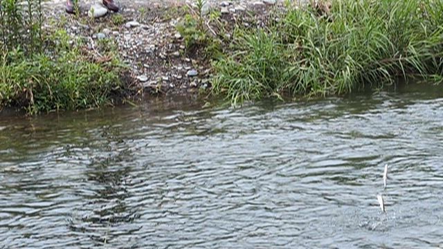 川の状況の記事動画