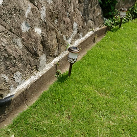 バッタさんの画像