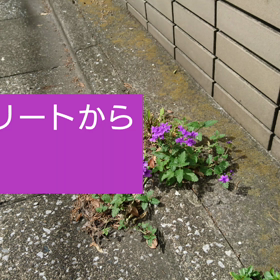 ど根性の画像