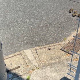 カルガモ迷走捕物の画像