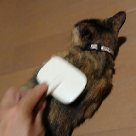 今日のネコちゃんの画像