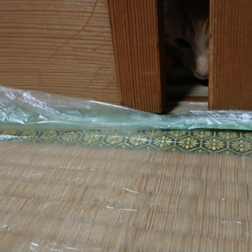 戯れるの画像