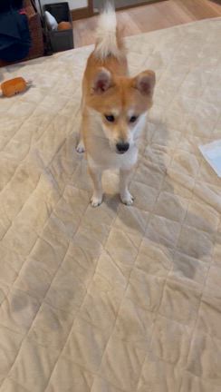 長いお散歩の記事動画