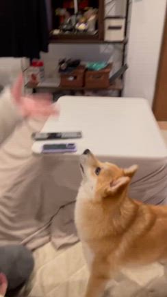 もうすぐ1年です^_^の記事動画