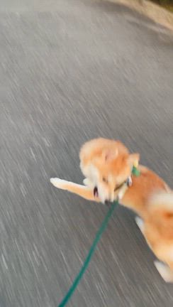 こたつの記事動画