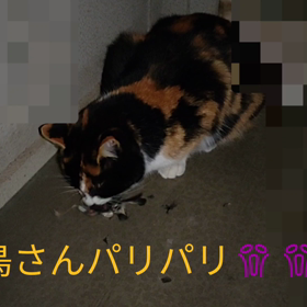 ミーちゃんの画像