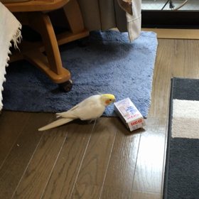 サクラの画像