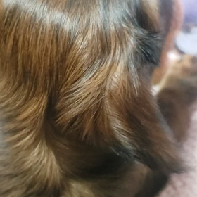 恐るべし仔犬(笑)の画像