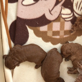 おはようございます！ショコラの赤ちゃんの画像