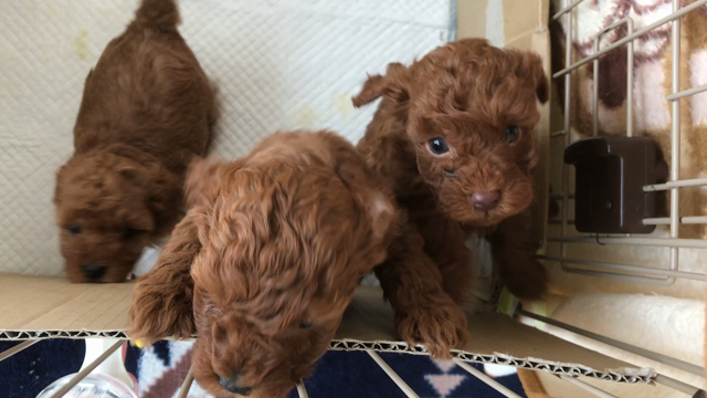 おはようございます！ショコラの赤ちゃん元気！の記事動画