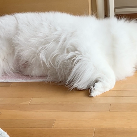 ボンちゃんひとり遊びの巻〜♪の画像