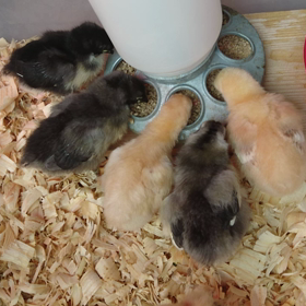 にわとり 孵化 その2の画像